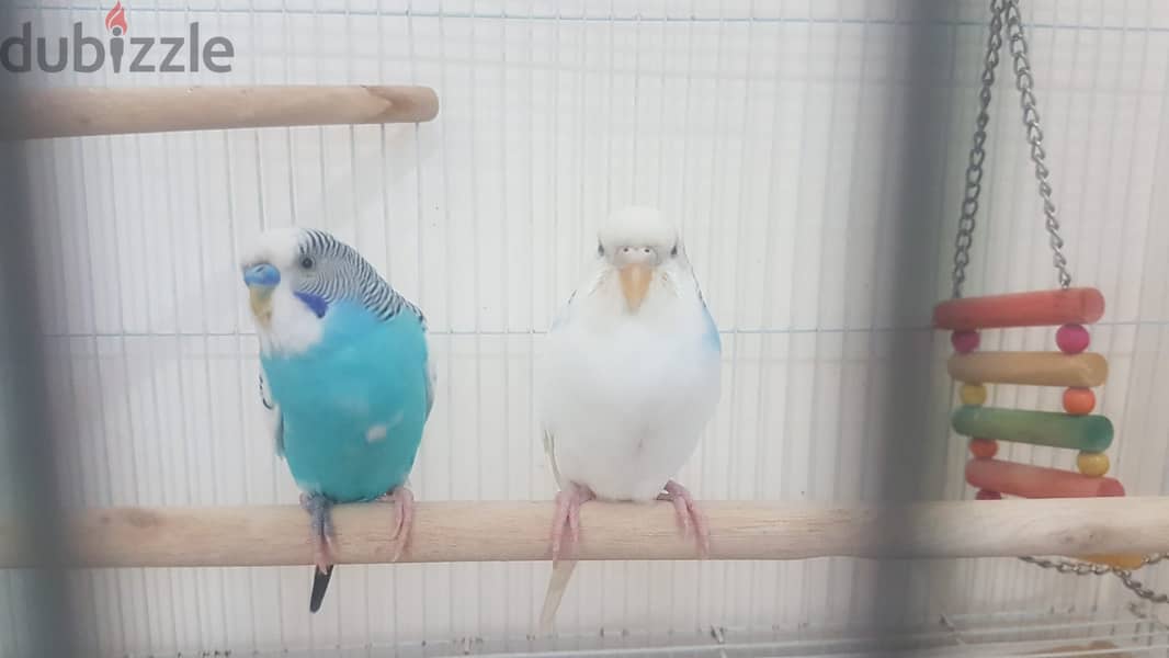 HEALTHY BUDGIES BLUE ADULT PAIR WITH BIG CAGE 3