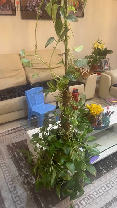 Money  plant for sell