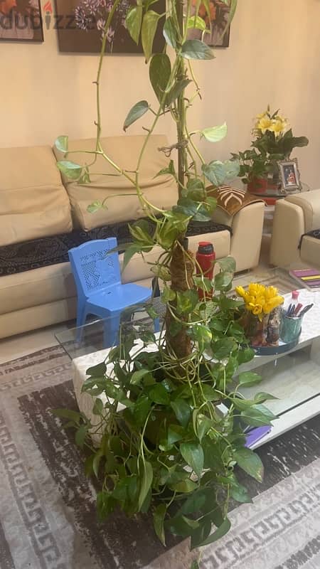 Money  plant for sell 0