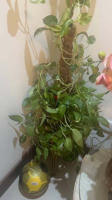 Money  plant for sell 1