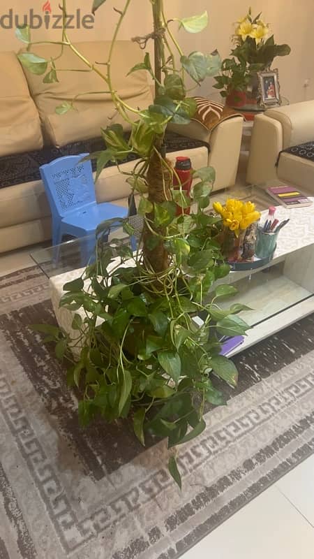 Money  plant for sell 2