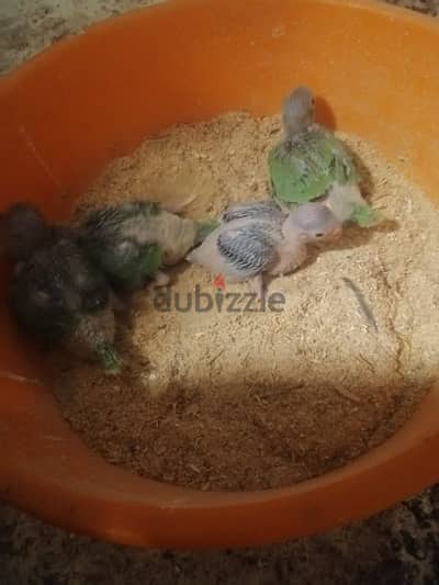 ماتوه للبيع ببغاء parrot for sale