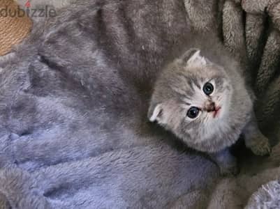 Scottish fold