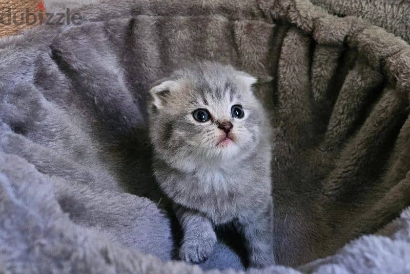 Scottish fold 1