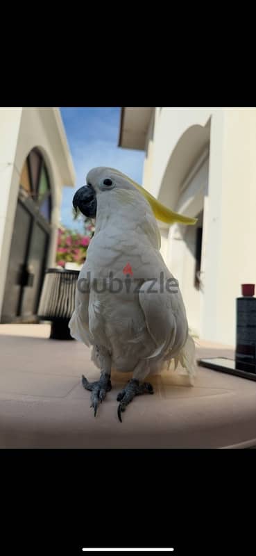 Selling Cockatoo