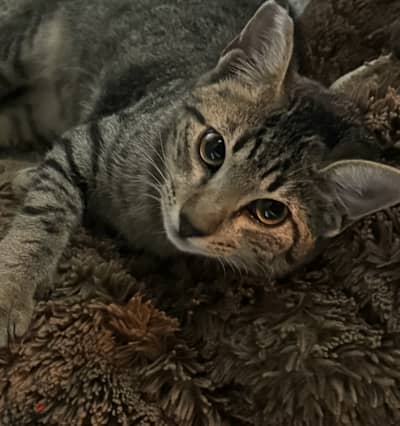 Female tabby Kitten for adoption