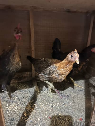 home breed chicken for sale