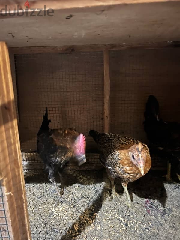 home breed chicken for sale 2