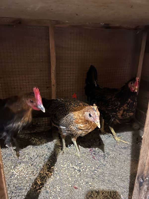 home breed chicken for sale 3