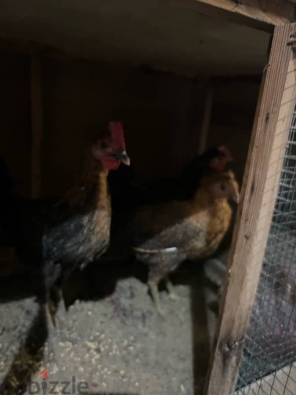 home breed chicken for sale 4