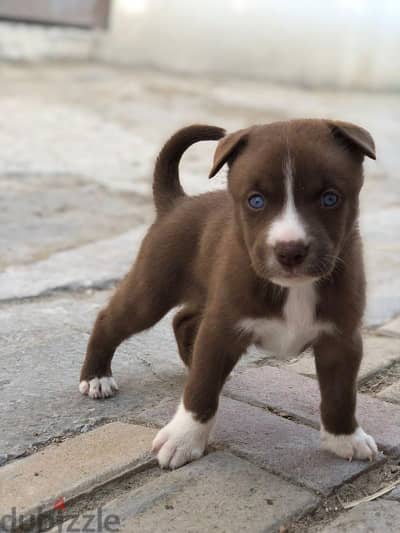 american staffordshire female