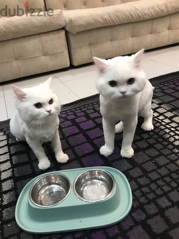 قطتان 2 cats 0