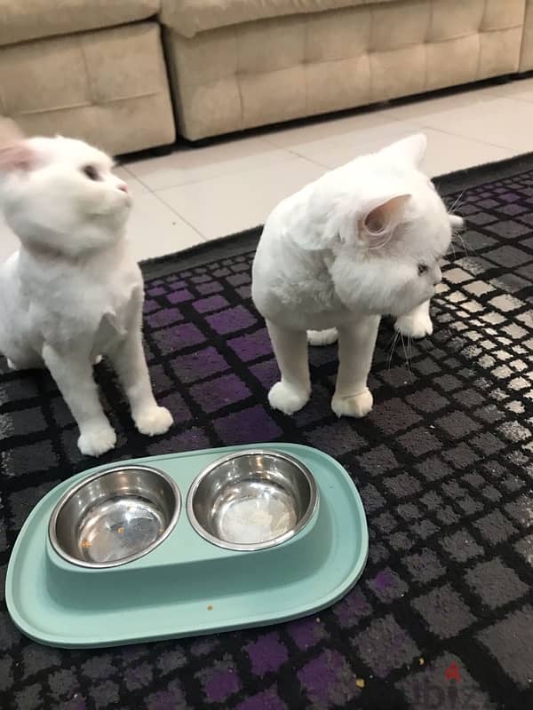 قطتان 2 cats 2