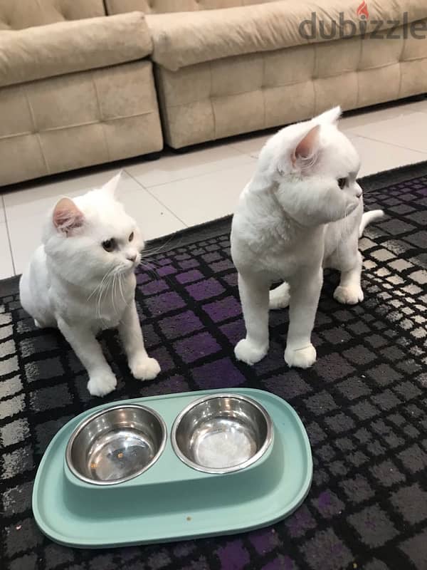 قطتان 2 cats 5