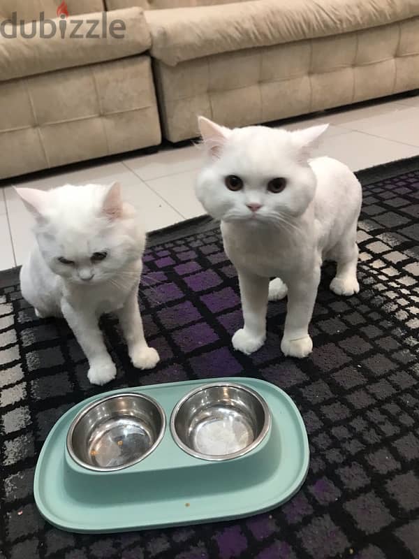 قطتان 2 cats 6