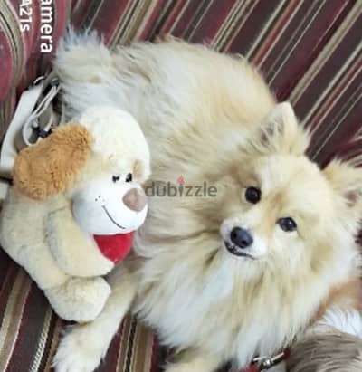 Pomeranian dog for adoption