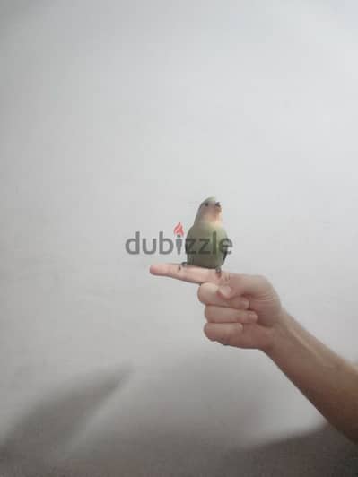 love bird for sale