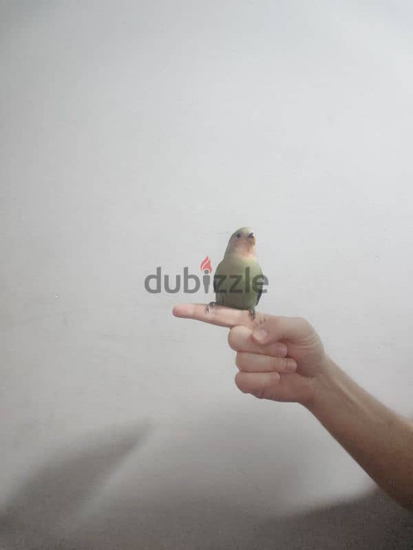 love bird for sale 0