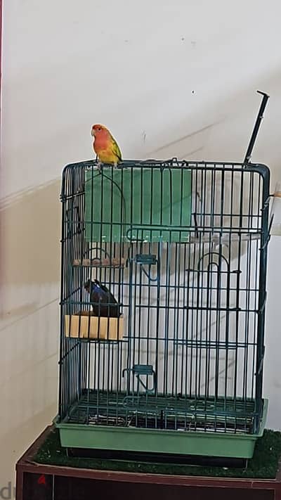 African Love bird