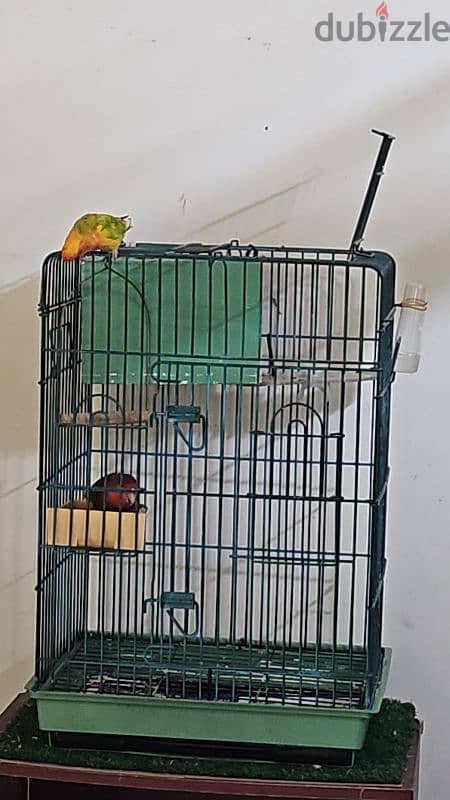 African Love bird 3