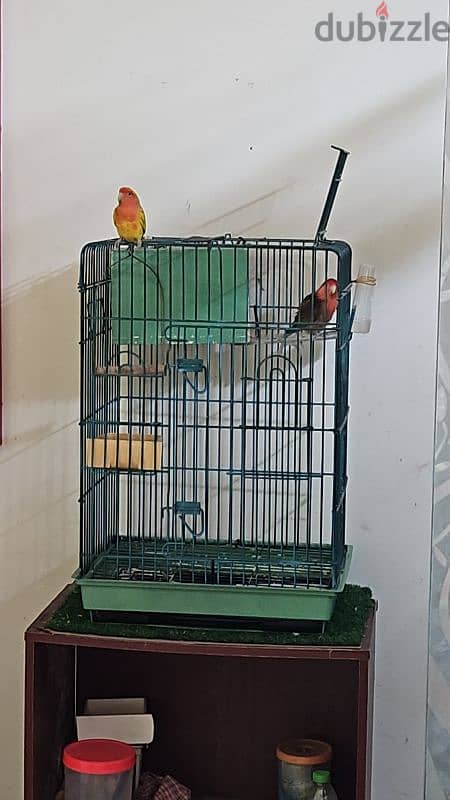 African Love bird 4