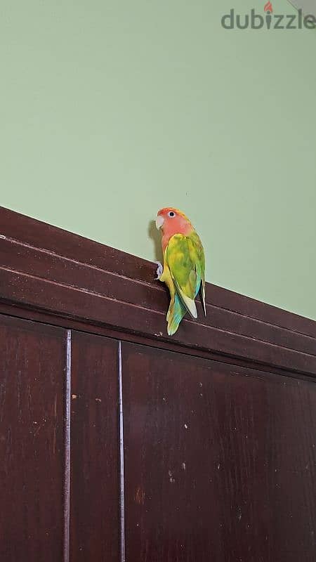 African Love bird 5