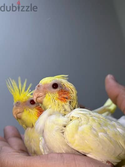 Red eye lutino cockatiel baby