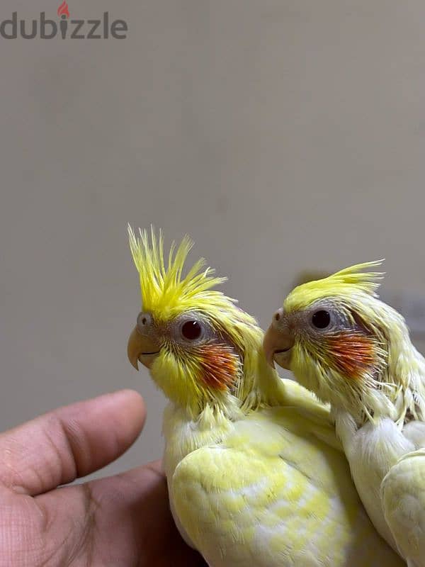 Red eye lutino cockatiel baby 4