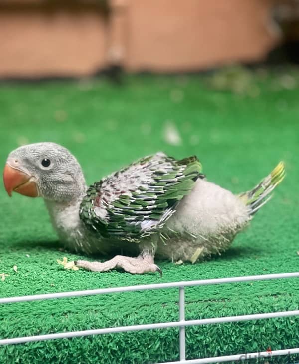 Nepali parrot chick for sale 0