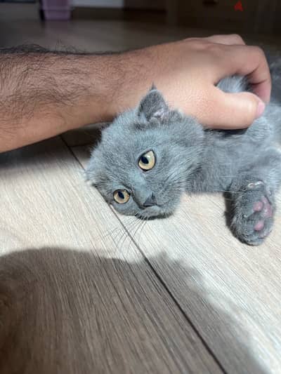 Scottish fold kitten