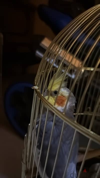 طير كوكتيل للبيع اليف متعلم ما يعض tamed cockatiel for sale