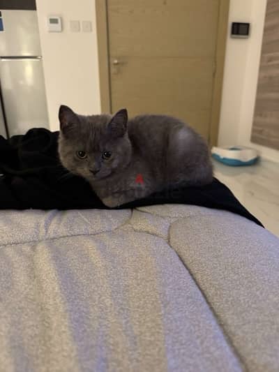 4 month old male British shorthair