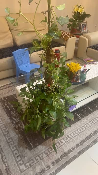 plants for sell