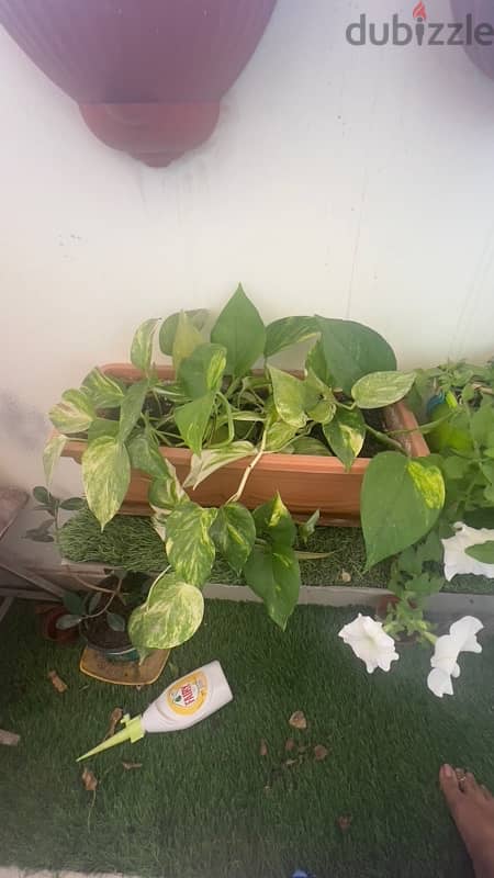 plants for sell 2