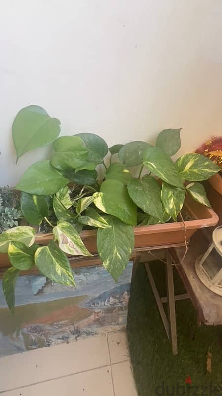 plants for sell 3