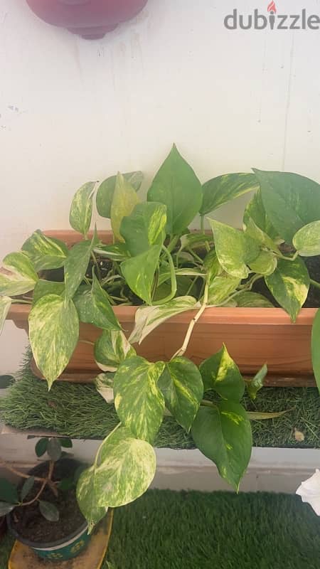 plants for sell 4