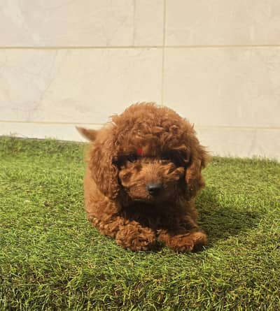 Mini toy poodle,Pomeranian high class