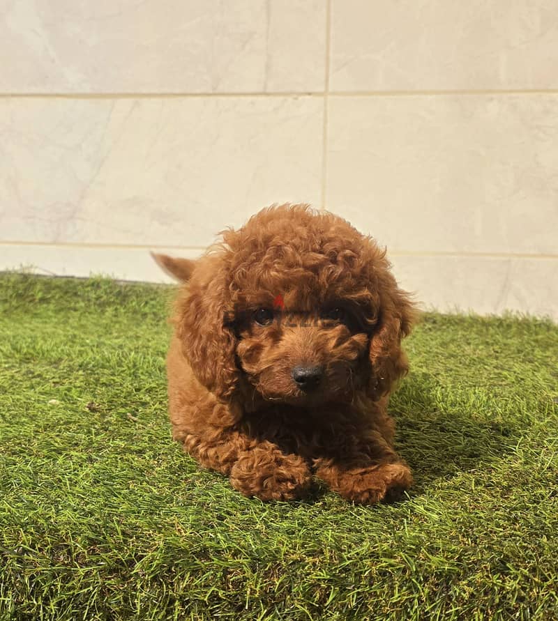 Mini toy poodle,Pomeranian high class 0