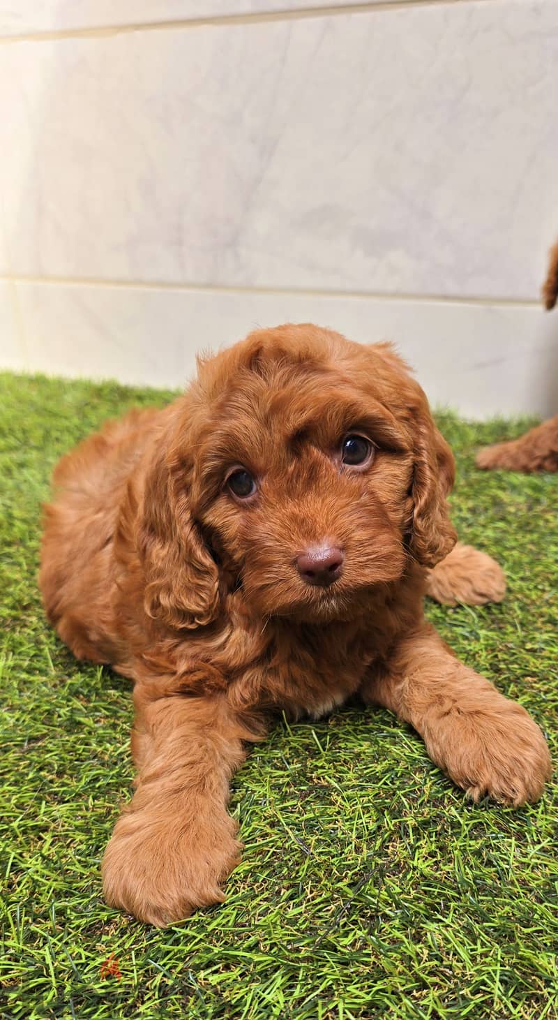 Mini toy poodle,Pomeranian high class 3