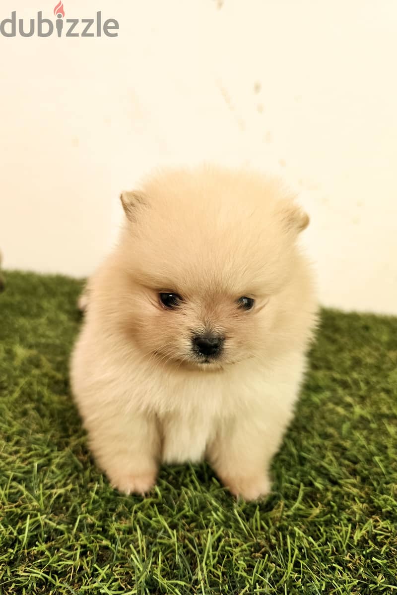 Mini toy poodle,Pomeranian high class 6