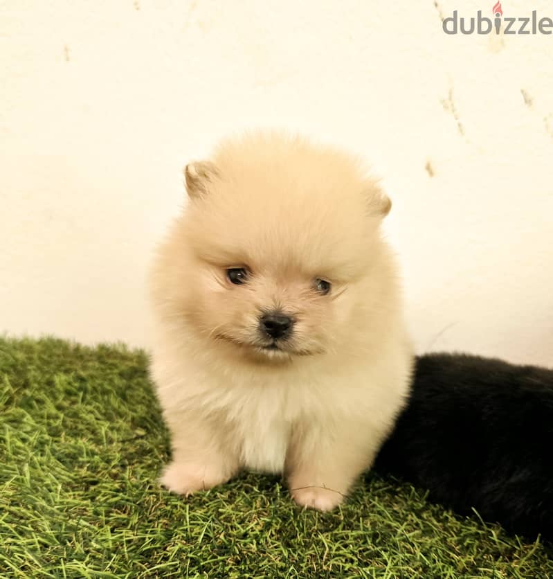 Mini toy poodle,Pomeranian high class 7