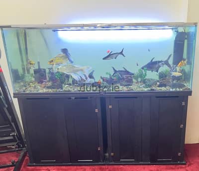 Fish tank with fish for sale