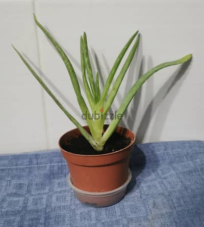 Aloe vera plants