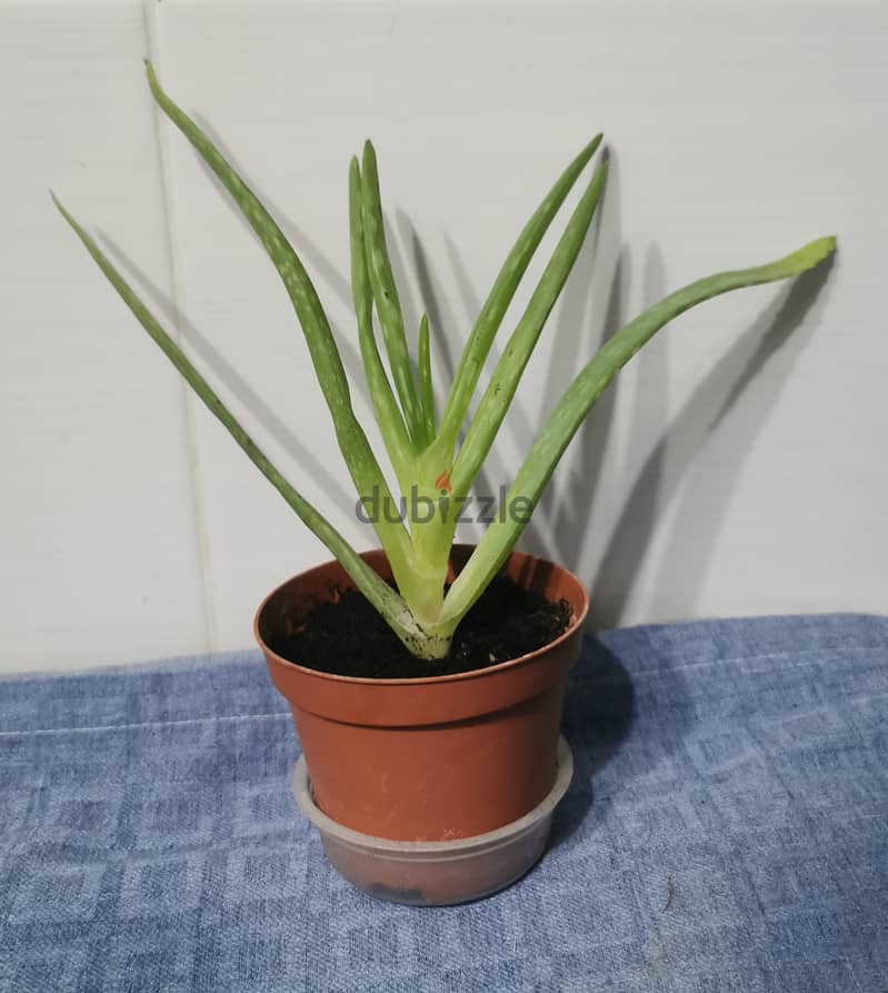 Aloe vera plants 0