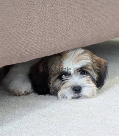 2 months shih tzu puppies