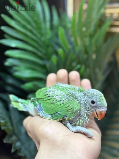 للبيع ببغاء الدرة الخضراء, for sale baby parrot