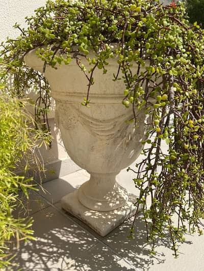 big pots with plants