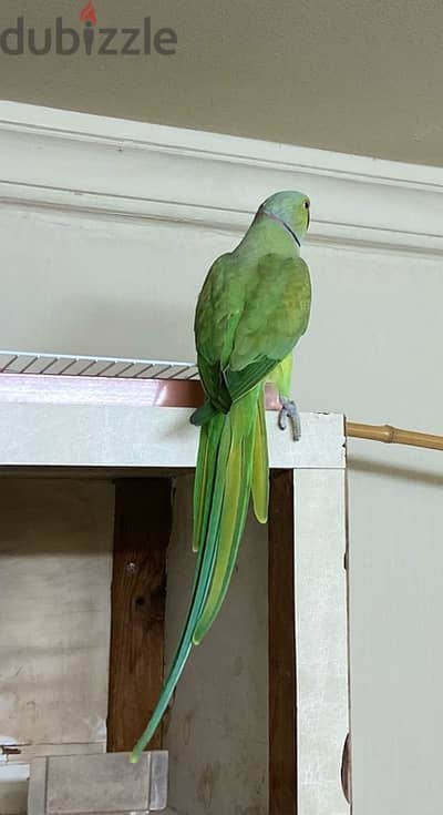 green neck male parrot for breeding for sale