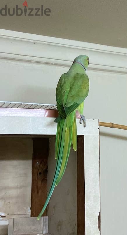 green neck male parrot for breeding for sale 0