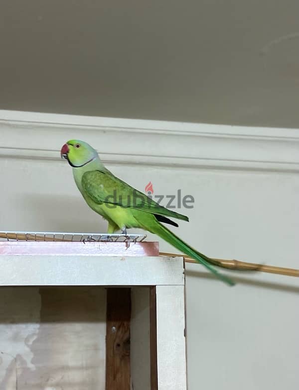 green neck male parrot for breeding for sale 1